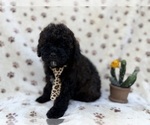 Small #4 Shih-Poo