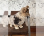 Small Photo #4 American Corgi Puppy For Sale in DENVER, IA, USA