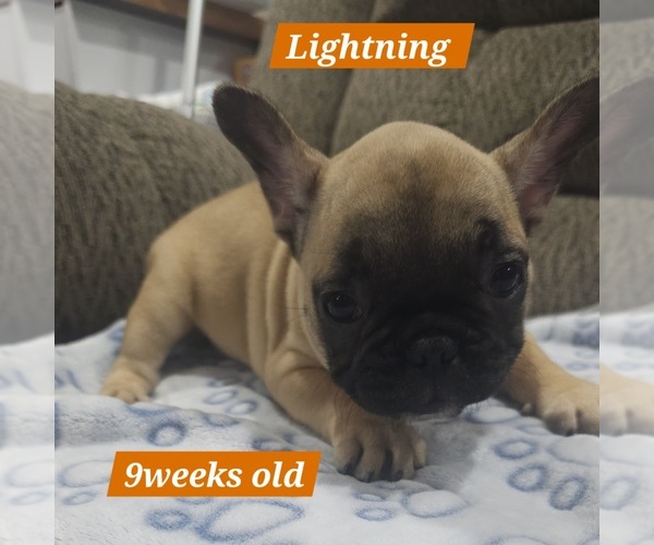 Medium Photo #1 French Bulldog Puppy For Sale in DEXTER, MO, USA