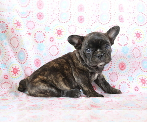 French Bulldog Puppy for sale in SHILOH, OH, USA