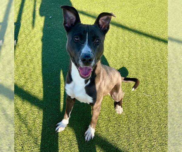 Medium Photo #1 American Pit Bull Terrier-Unknown Mix Puppy For Sale in Pasadena, TX, USA