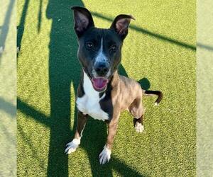 American Pit Bull Terrier-Unknown Mix Dogs for adoption in Pasadena, TX, USA