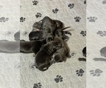 Litter of 8 - Male(s) and Female(s) Labrador RetrieverLitter of Puppies for Sale - Photo #4