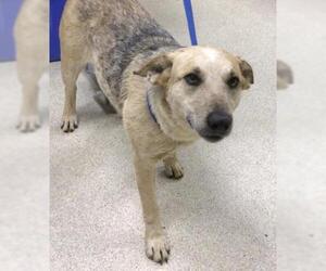 Australian Cattle Dog Dogs for adoption in Riverside, CA, USA
