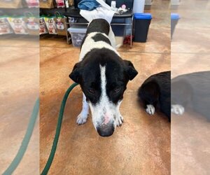 Anatolian Shepherd-Great Pyrenees Mix Dogs for adoption in Bolivar, MO, USA