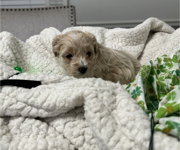 Medium Photo #11 YorkiePoo Puppy For Sale in MONTGOMERY VILLAGE, MD, USA