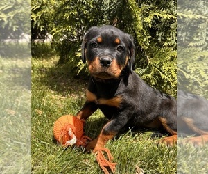 Rottweiler Puppy for sale in MIDDLEBURY, IN, USA