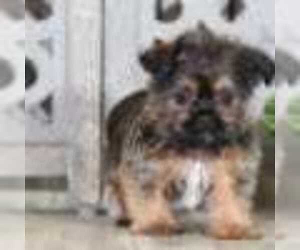 Medium Photo #2 Shorkie Tzu Puppy For Sale in MOUNT VERNON, OH, USA