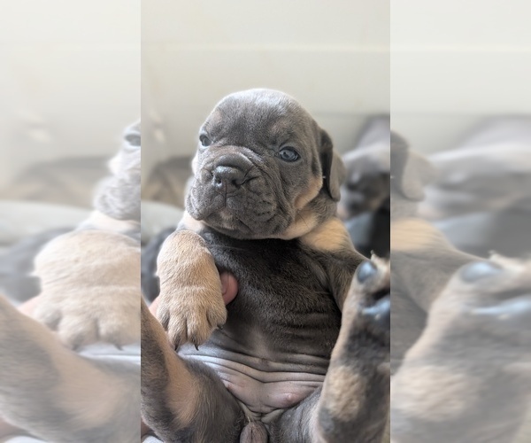 Medium Photo #2 Olde English Bulldogge Puppy For Sale in OSCEOLA, IN, USA
