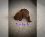 Small Photo #10 Vizsla Puppy For Sale in NEWHALL, CA, USA