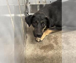 German Shepherd Dog-Unknown Mix Dogs for adoption in San Bernardino, CA, USA