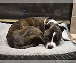 Small #3 American Staffordshire Terrier Mix