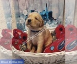 Small Photo #2 Golden Retriever Puppy For Sale in MILAN, GA, USA