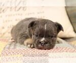 Small #14 French Bulldog