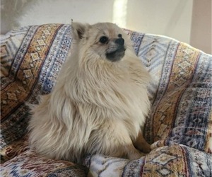 Father of the Chiranian puppies born on 03/22/2025