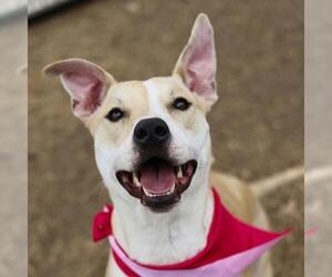 American Staffordshire Terrier-Unknown Mix Dogs for adoption in San Antonio, TX, USA