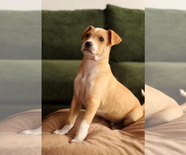 Medium Photo #4 Mutt Puppy For Sale in Mission Viejo, CA, USA