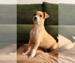 Small #3 Mutt