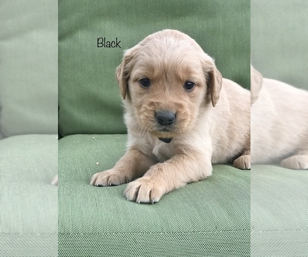 Medium Photo #3 Golden Retriever Puppy For Sale in SONORA, KY, USA