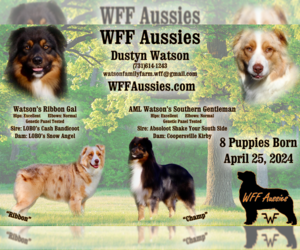 Australian Shepherd Litter for sale in DARDEN, TN, USA