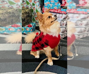 Pomeranian-Unknown Mix Dogs for adoption in Mesa, AZ, USA