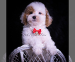 Puppy Maco Maltipoo (Miniature)