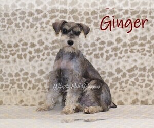 Mother of the Schnauzer (Miniature) puppies born on 03/23/2026