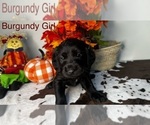 Puppy Burgundy Girl Labradoodle