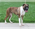 Small Photo #3 Boxer Puppy For Sale in FREDERICKSBG, OH, USA