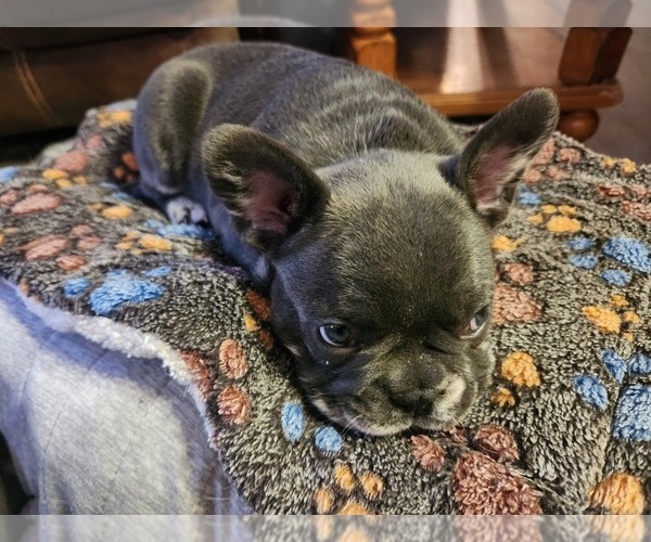 Medium Photo #3 French Bulldog Puppy For Sale in GREENWICH, OH, USA