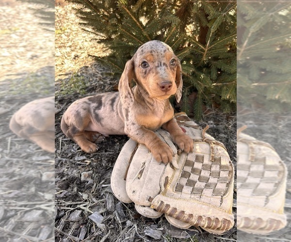 Medium Photo #1 Dachshund Puppy For Sale in MIDDLEBURY, IN, USA