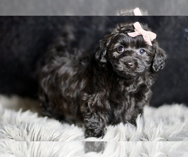 Medium Photo #4 YorkiePoo Puppy For Sale in WARSAW, IN, USA
