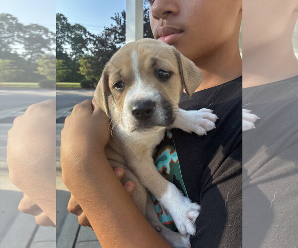 Medium Photo #4 American Pit Bull Terrier-Black Mouth Cur Mix Puppy For Sale in Holly Springs, NC, USA