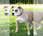 Small #3 American Pit Bull Terrier