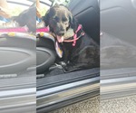 Small #1 Spaniel Mix