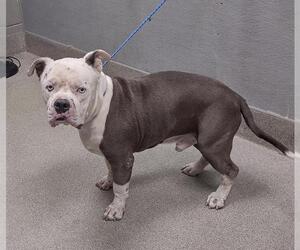 American Pit Bull Terrier-Unknown Mix Dogs for adoption in Las Vegas, NV, USA