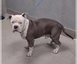 Small American Pit Bull Terrier Mix