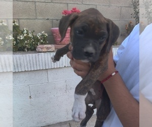 Boxer Puppy for Sale in CORONA, California USA