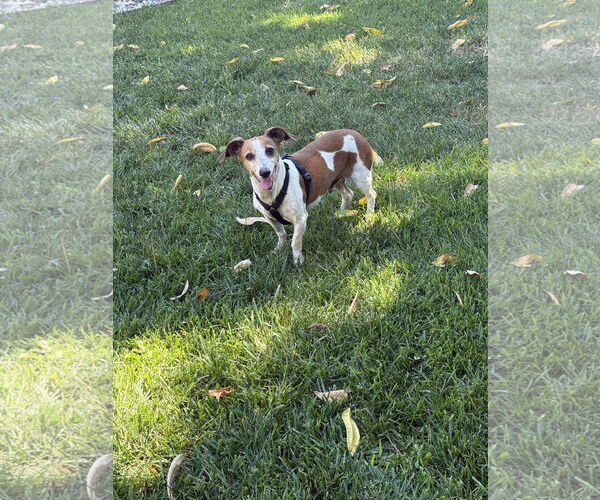 Medium Photo #3 Doxle Puppy For Sale in Mission Viejo, CA, USA