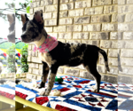 Small #5 Bulldog-Catahoula Leopard Dog Mix