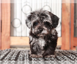 Small #1 YorkiePoo