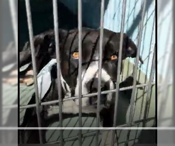 Medium Photo #2 Mutt Puppy For Sale in Pasadena, CA, USA