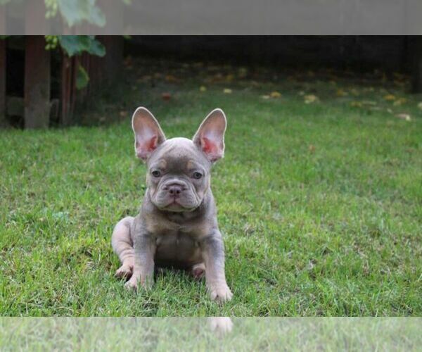 Medium Photo #1 French Bulldog Puppy For Sale in LOS ANGELES, CA, USA