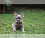 Small French Bulldog