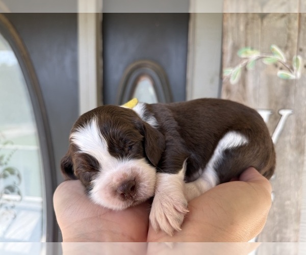 Medium Photo #3 English Springer Spaniel Puppy For Sale in SHERMAN, TX, USA