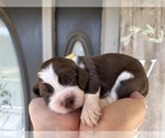 Small #2 English Springer Spaniel