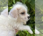 Image preview for Ad Listing. Nickname: Ghost