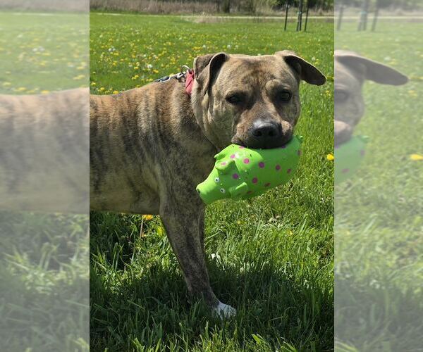 Medium Photo #2 Staffordshire Bull Terrier-Unknown Mix Puppy For Sale in Oskaloosa, IA, USA