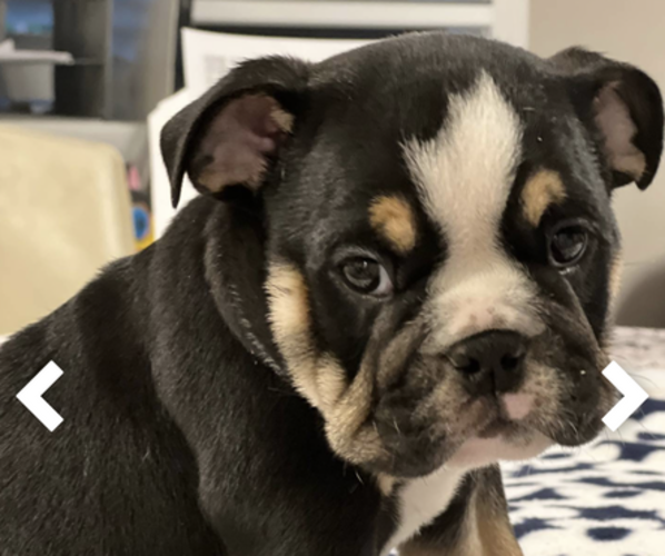 Medium Photo #3 Bulldog Puppy For Sale in HAGERSTOWN, MD, USA