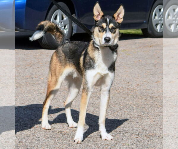 Medium Photo #8 German Shepherd Dog-Huskies  Mix Puppy For Sale in Huntley, IL, USA